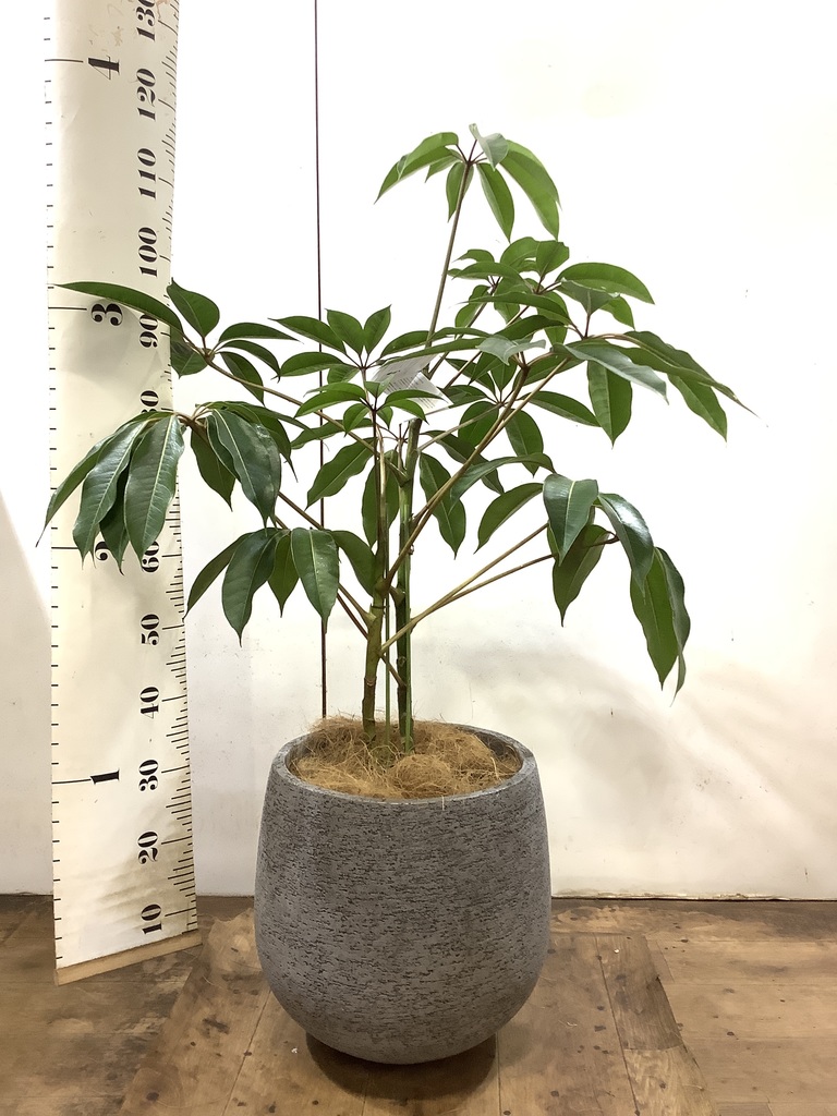 観葉植物 ツピダンサス 8号 ボサ造りプラスチック鉢 | 観葉植物なら