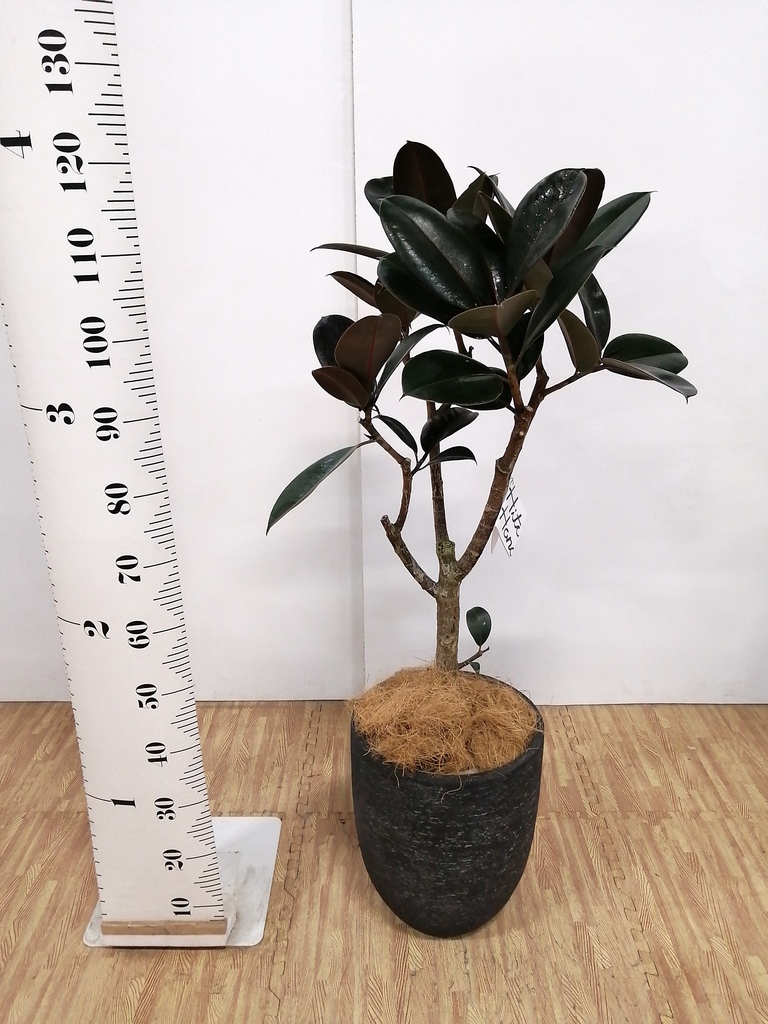 観葉植物 フィカス バーガンディ 8号 ノーマル ビアスアルトエッグ ブラック 付き 観葉植物ならhitohana ひとはな