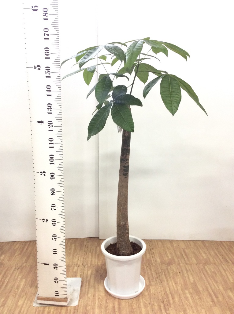 観葉植物 パキラ 10号 朴 プラスチック鉢 観葉植物ならhitohana ひとはな