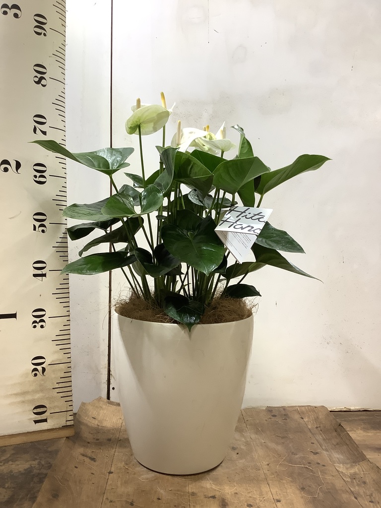 観葉植物 アンスリウム 8号 ホワイト サブリナ 白 付き | 観葉植物なら