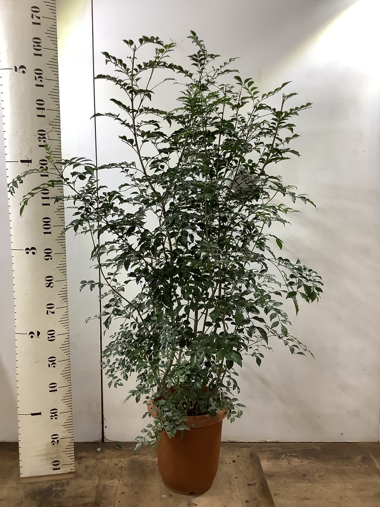 √99以上 シマトネリコ シンボル ツリー 鉢植え 屋外 209214 Mbaheblogjpor2p
