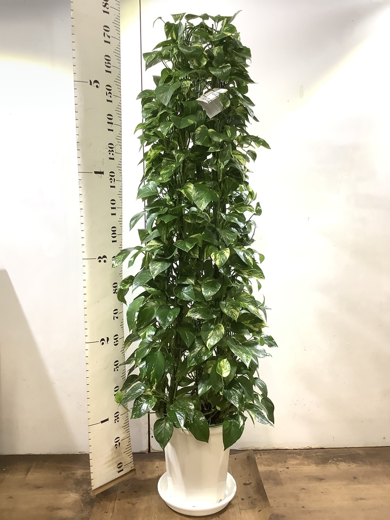 観葉植物 ポトス 10号 プラスチック鉢 | 観葉植物ならHitoHana(ひとはな)