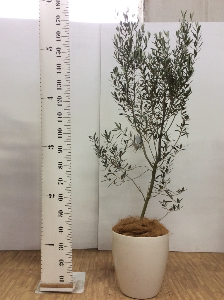 観葉植物 オリーブ 10号 チプレッシーノ ウッドプランター 付き | 観葉