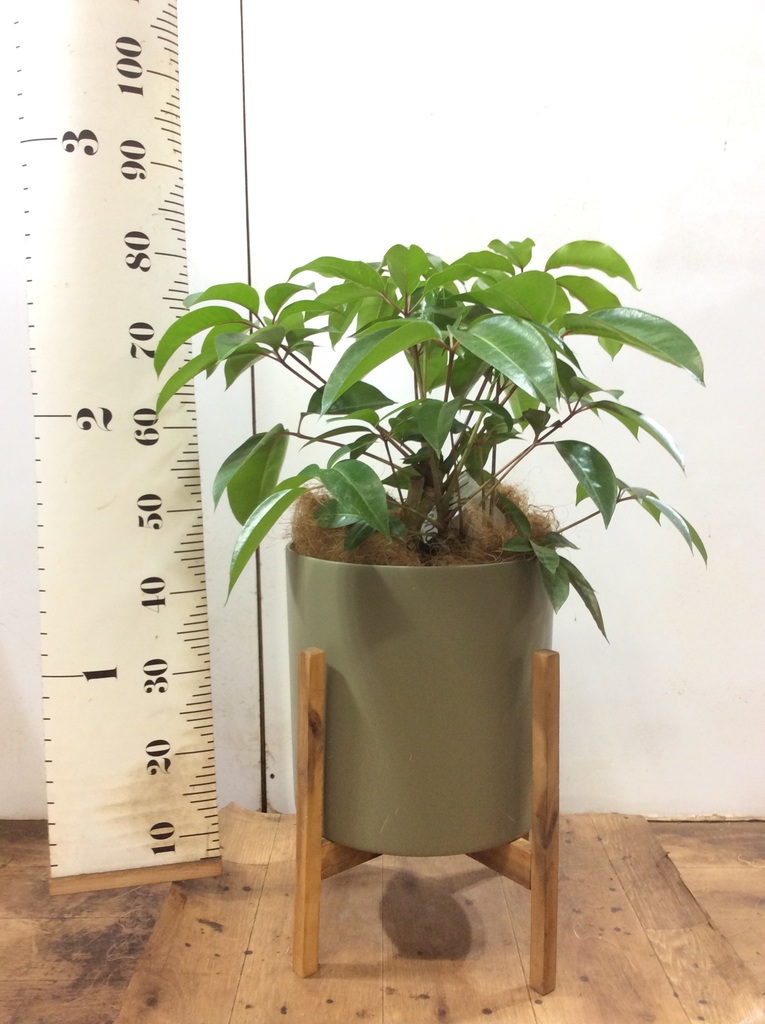 観葉植物 ツピダンサス 8号 ボサ造りプラスチック鉢 | 観葉植物なら