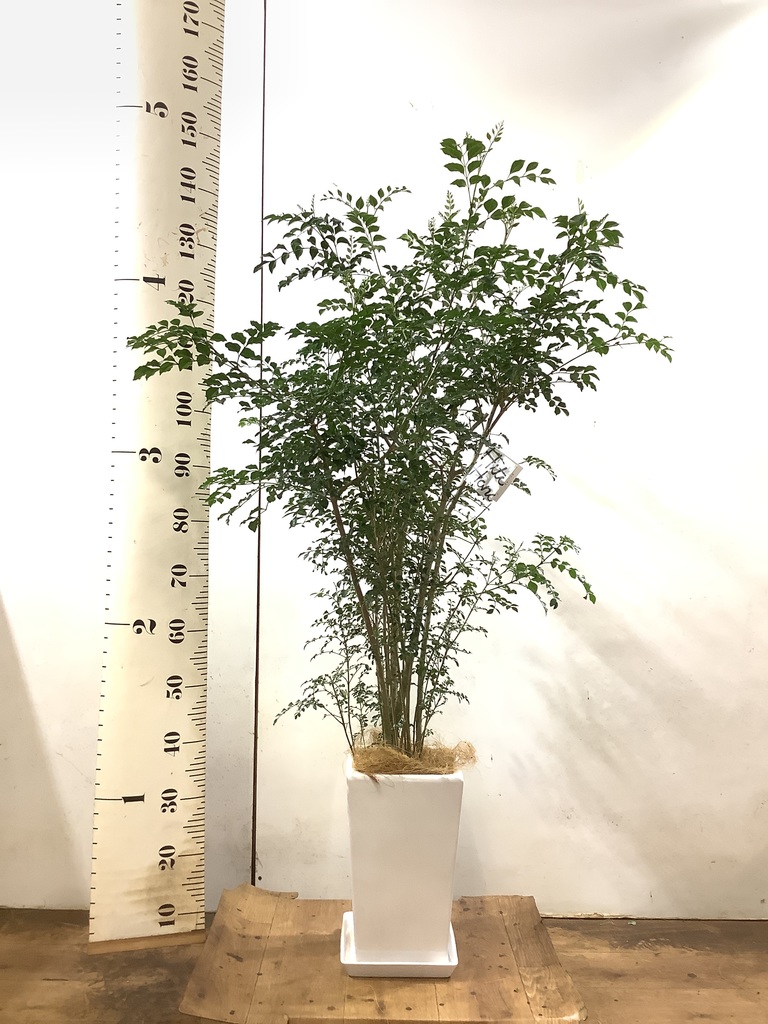 観葉植物 シマトネリコ 8号 角高陶器 観葉植物ならhitohana ひとはな