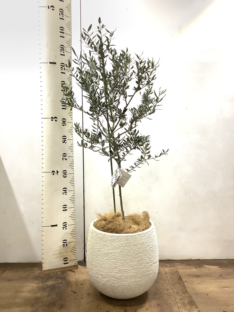 観葉植物 オリーブの木 8号 カヨンヌ エコストーンwhite 付き / 小倉園