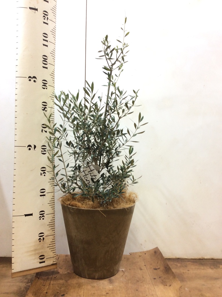 オリーブの木 コロネイキ 8号 約110cm K-136 一点物 楽天市場】オリーブの