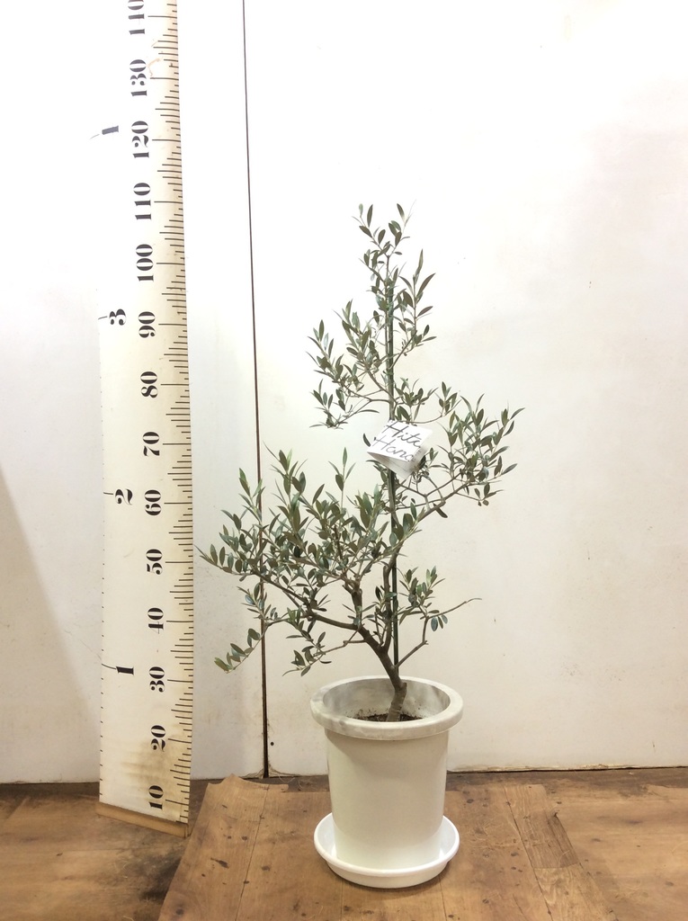 観葉植物 オリーブ 8号 アルベキーナ プラスチック鉢 | 観葉植物なら
