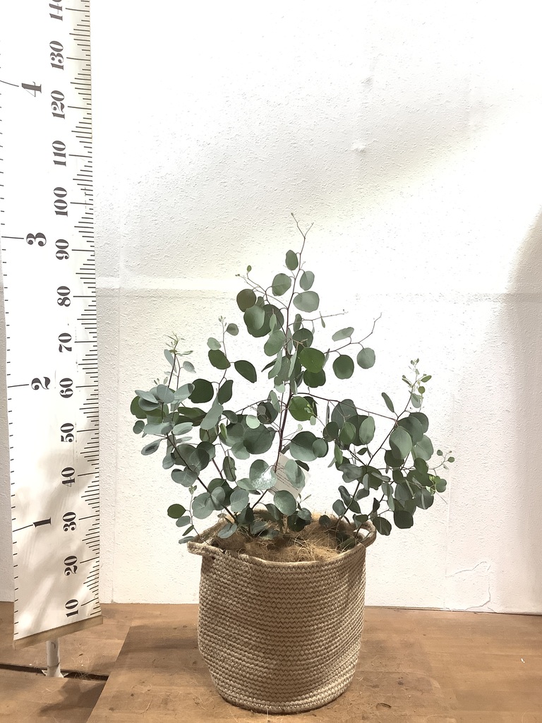 観葉植物 ユーカリ 8号 ポポラス（ポリアンセモス） リブバスケット