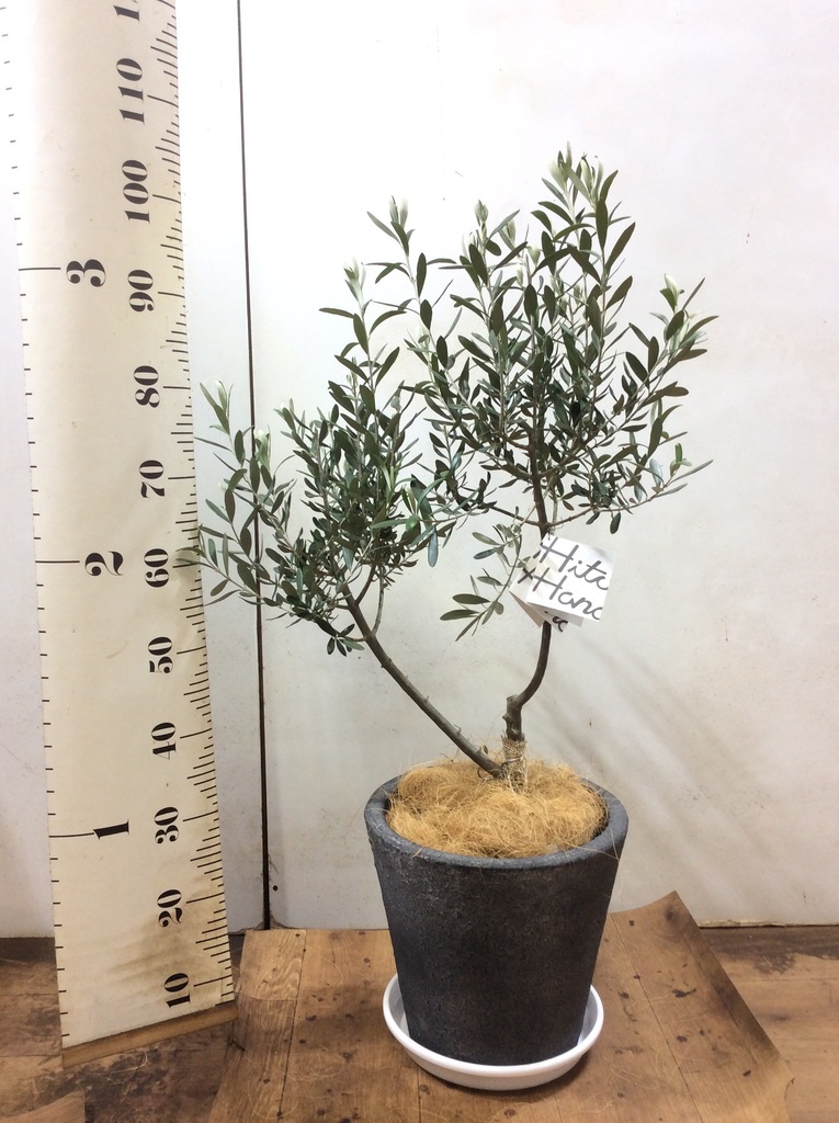 観葉植物 オリーブ 7号 創樹 竹バスケット 付き | 観葉植物なら