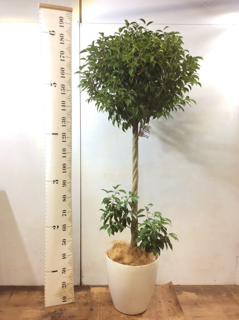 観葉植物 フィカス ベンジャミン 10号 玉造り プラスチック鉢 | 観葉