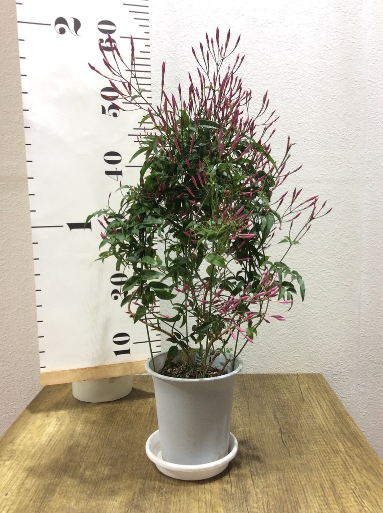 観葉植物 ハゴロモジャスミン 4号 プラスチック鉢 観葉植物ならhitohana ひとはな