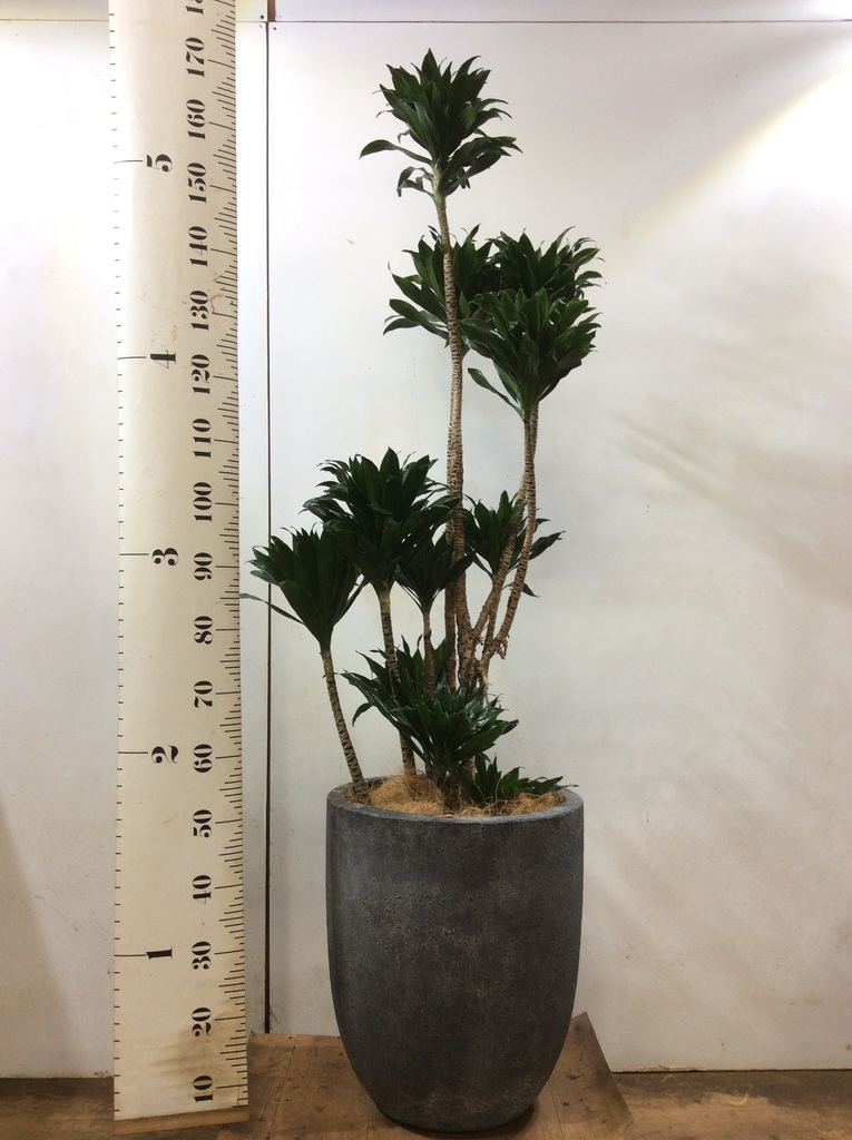 観葉植物 ドラセナ コンパクター 10号 フォリオアルトエッグ ブラック
