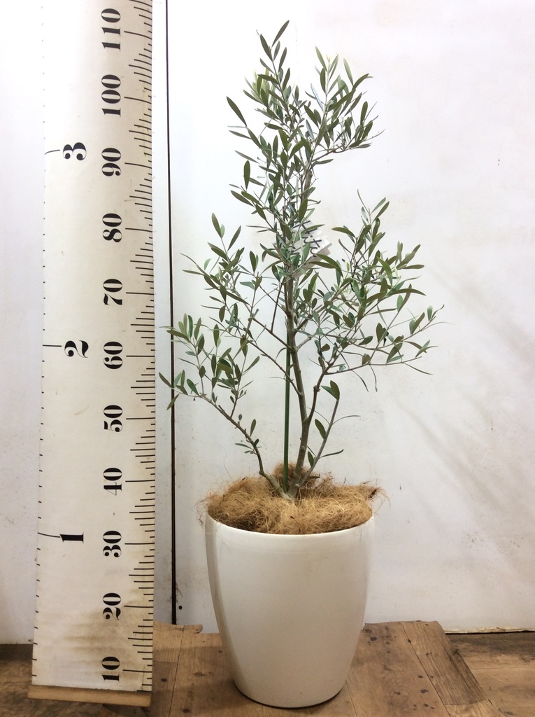 観葉植物 オリーブの木 8号 コラティーナ (コラチナ) ラスター