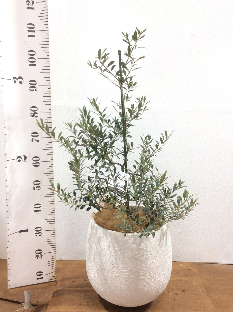 観葉植物 オリーブ 8号 アルベキーナ プラスチック鉢 | 観葉植物なら