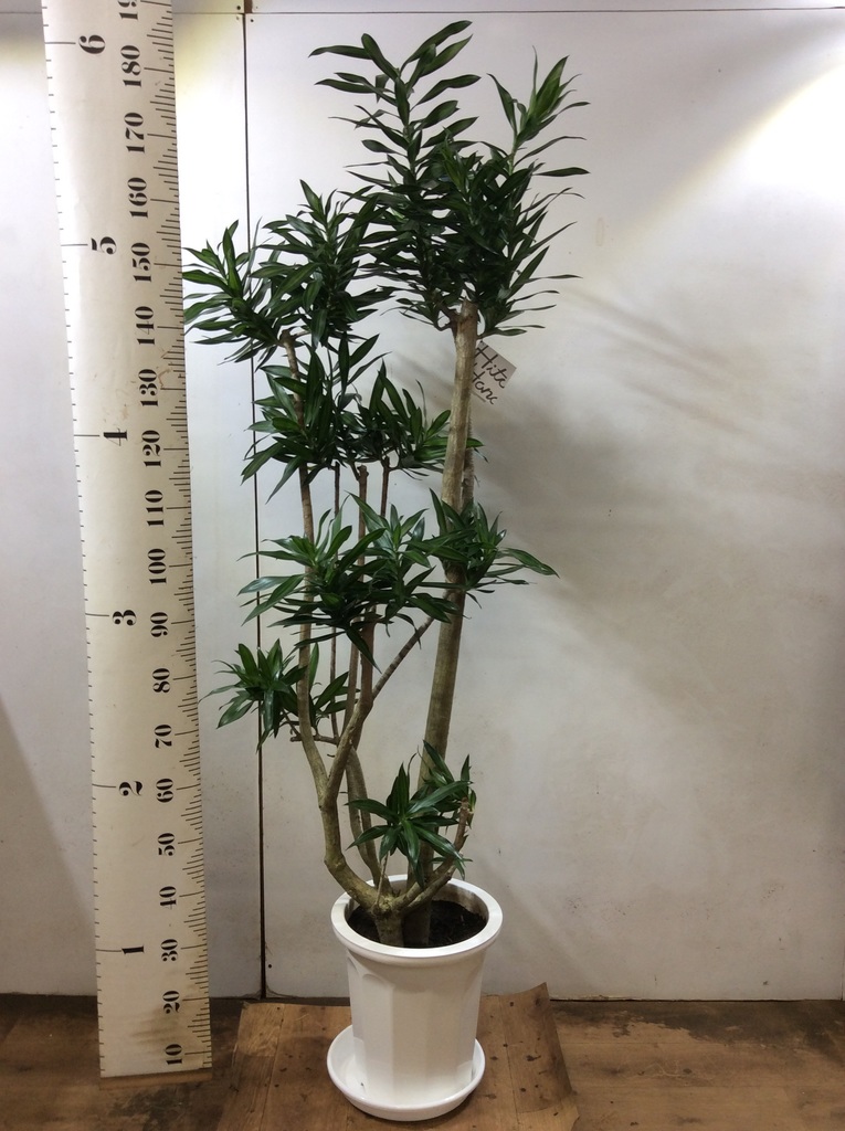 観葉植物 ドラセナ ソング オブ ジャマイカ 10号 プラスチック鉢