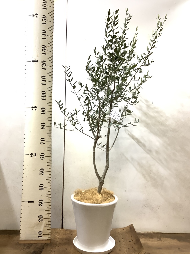 観葉植物 オリーブ 8号 ルッカ ラッシュバスケット Natural 付き