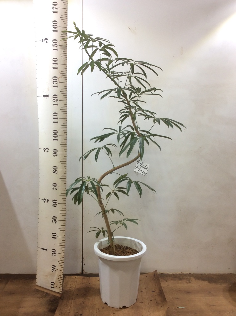 観葉植物 シェフレラ アンガスティフォリア 10号 曲り アルマ コニック 白 付き 観葉植物ならhitohana ひとはな