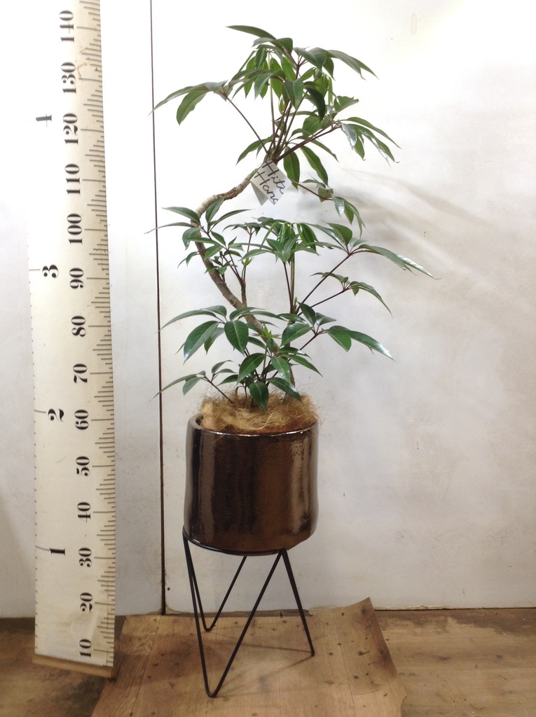 観葉植物 ツピダンサス 8号 曲り プラスチック鉢 | 観葉植物なら
