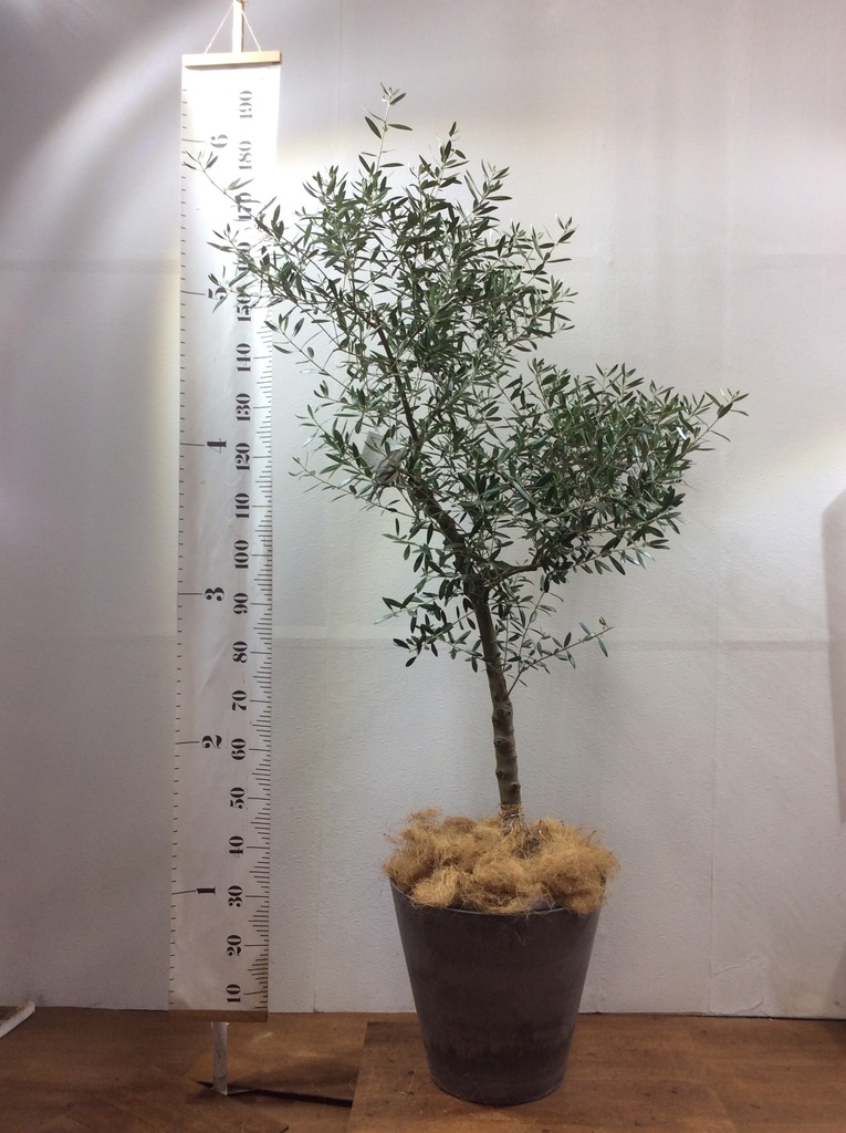 観葉植物 オリーブ 10号 創樹 プラスチック鉢 | 観葉植物ならHitoHana