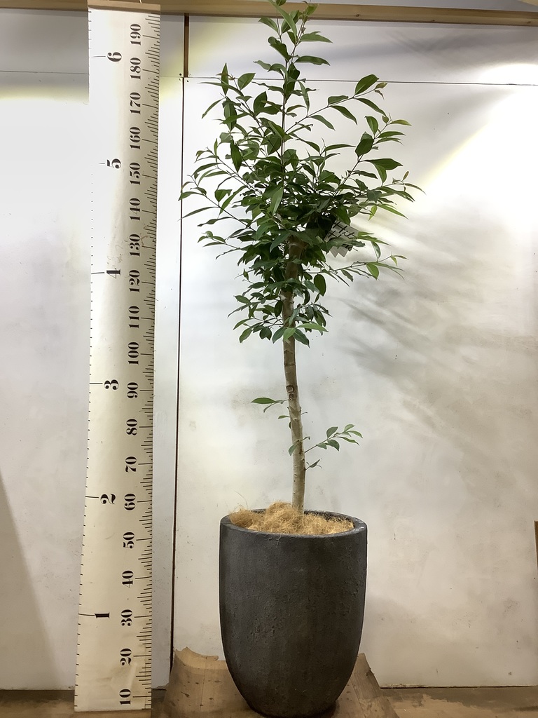 観葉植物 アマゾンオリーブ (ムラサキフトモモ) 10号 フォリオアルト