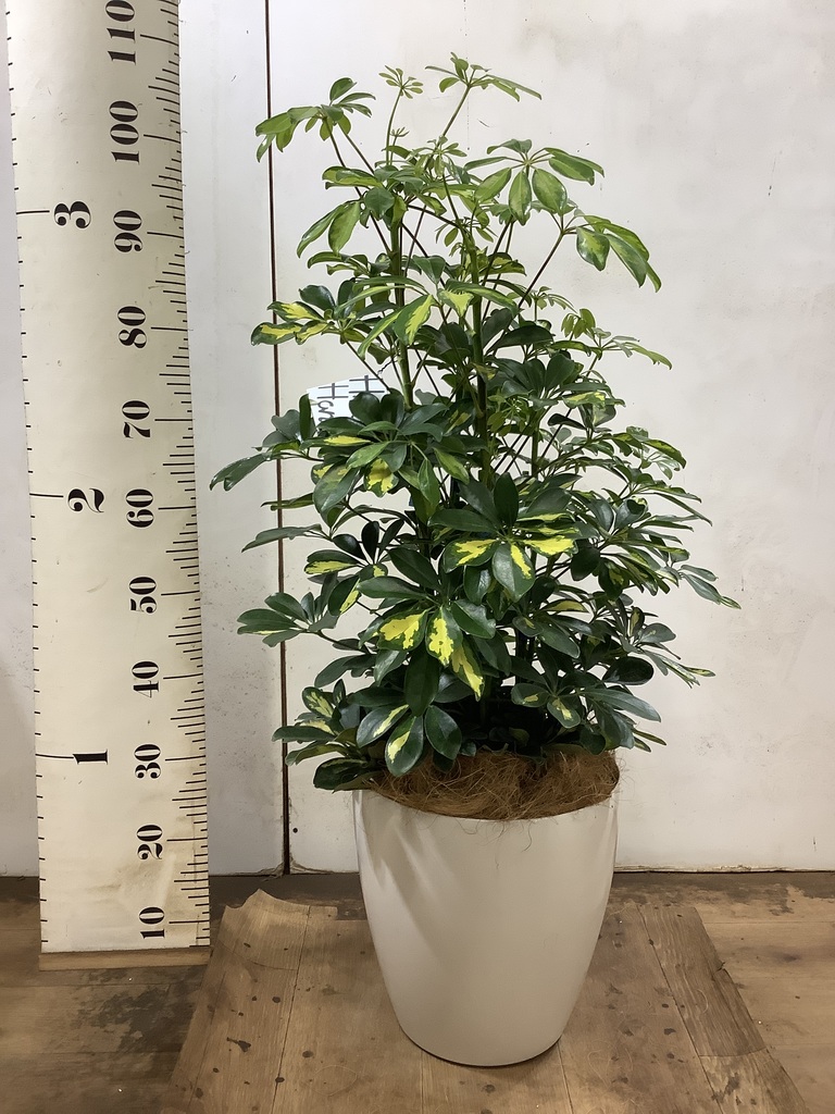 観葉植物 カポック（シェフレラ） 8号 斑入り プラスチック鉢 | 観葉