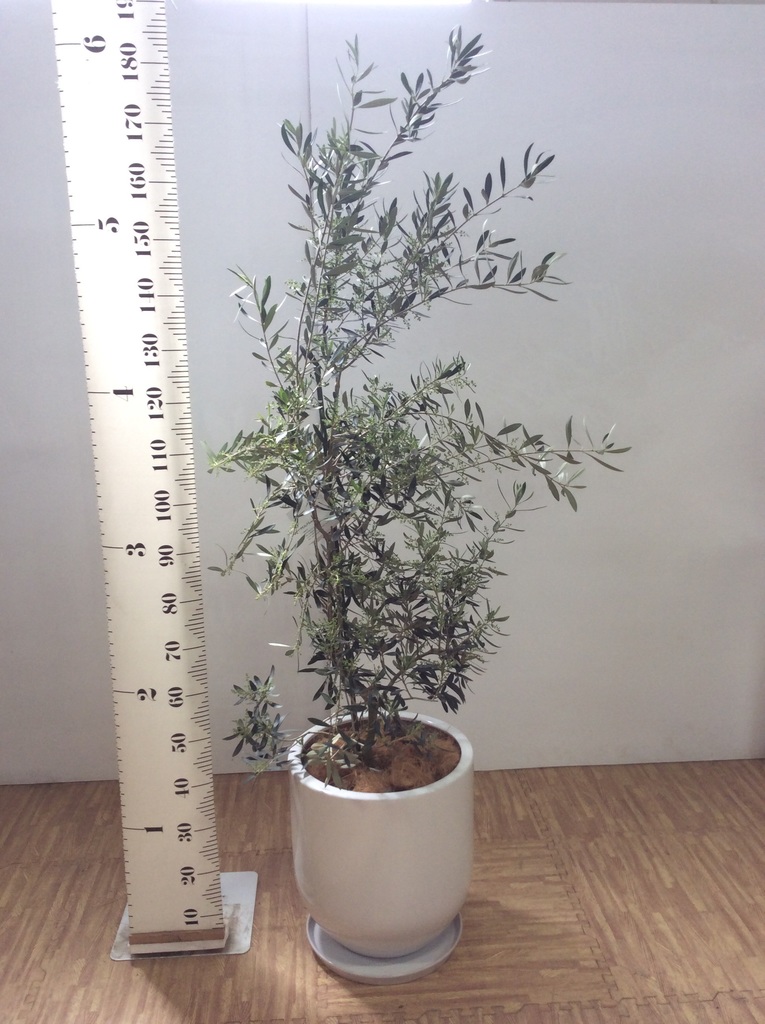 観葉植物 オリーブ 10号 チプレッシーノ エコストーンwhite 付き