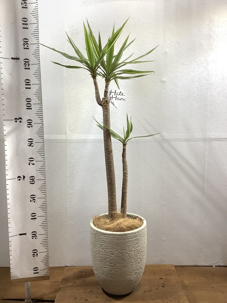 観葉植物 ユッカ 8号 斑入り プラスチック鉢 | 観葉植物ならHitoHana