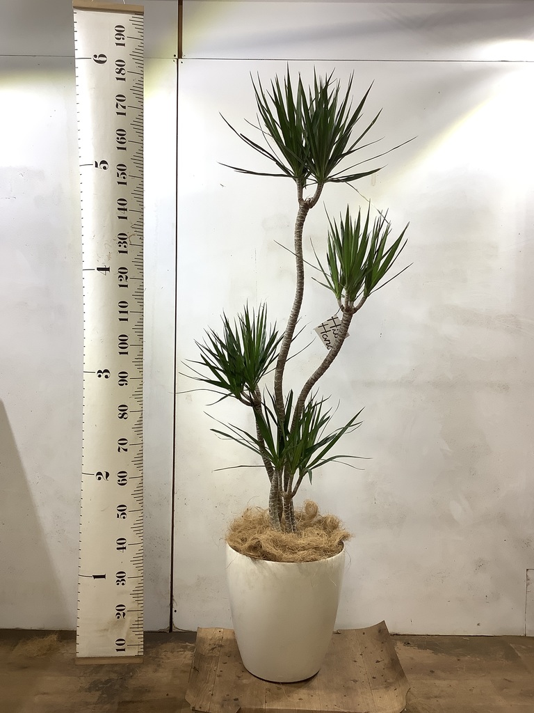 観葉植物 ドラセナ コンシンネ 10号 寄せ サブリナ 白 付き | 観葉植物