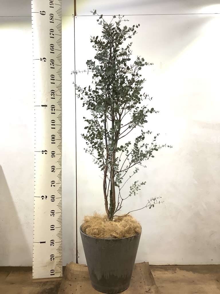 観葉植物 ユーカリ 10号 グニー アートストーン ラウンド グレー 付き 観葉植物ならhitohana ひとはな