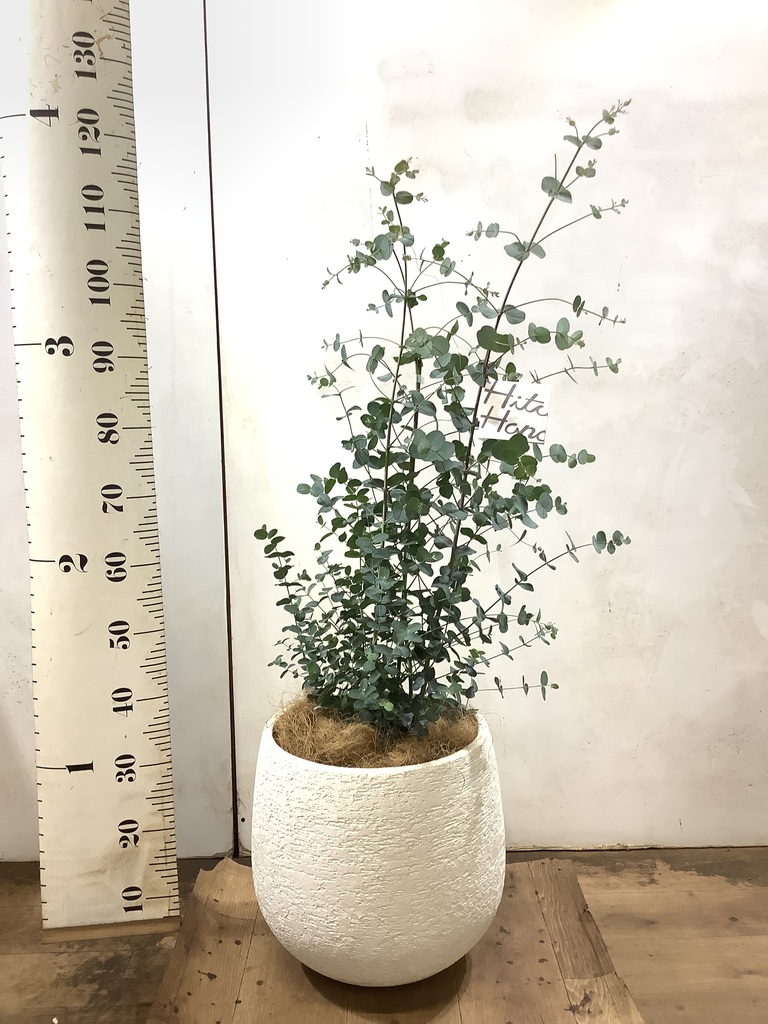 観葉植物 ユーカリ 8号 グニー エコストーンwhite 付き | 観葉植物なら