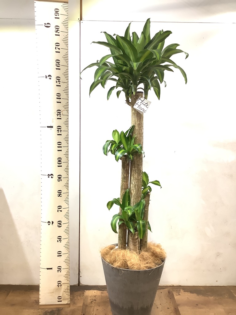 植木　ドラセナ（約3m80cm） ロックプランツ ドラセナ GL-MB027 | 花＆グリーン 通販