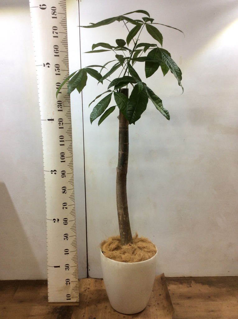 観葉植物 パキラ 10号 朴 ラスターポット 付き 観葉植物ならhitohana ひとはな