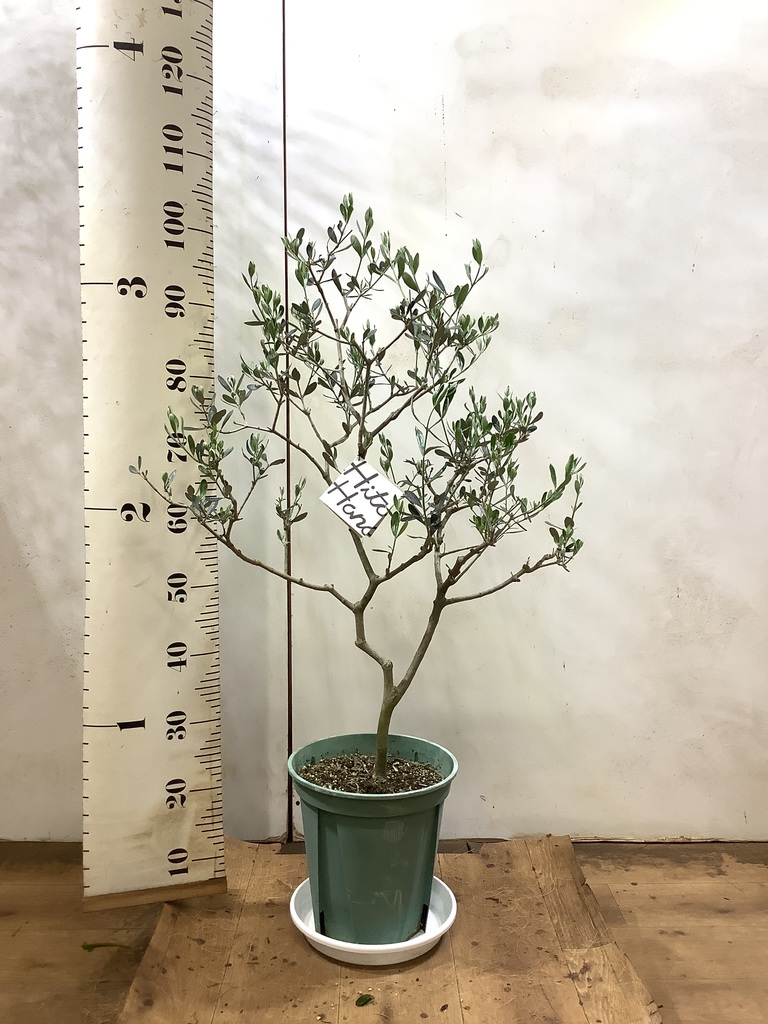 観葉植物 オリーブ 8号 マンザニロ プラスチック鉢 | 観葉植物