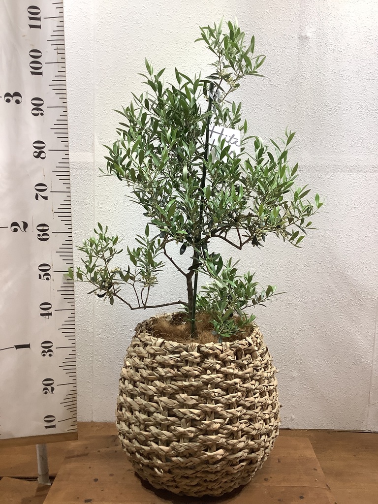 BOB　オリーブの木　アルベキナ　H1.8m(鉢底から) 楽天市場】【現品】鉢植え【オリーブの木】アルベキナ アルベキーナ