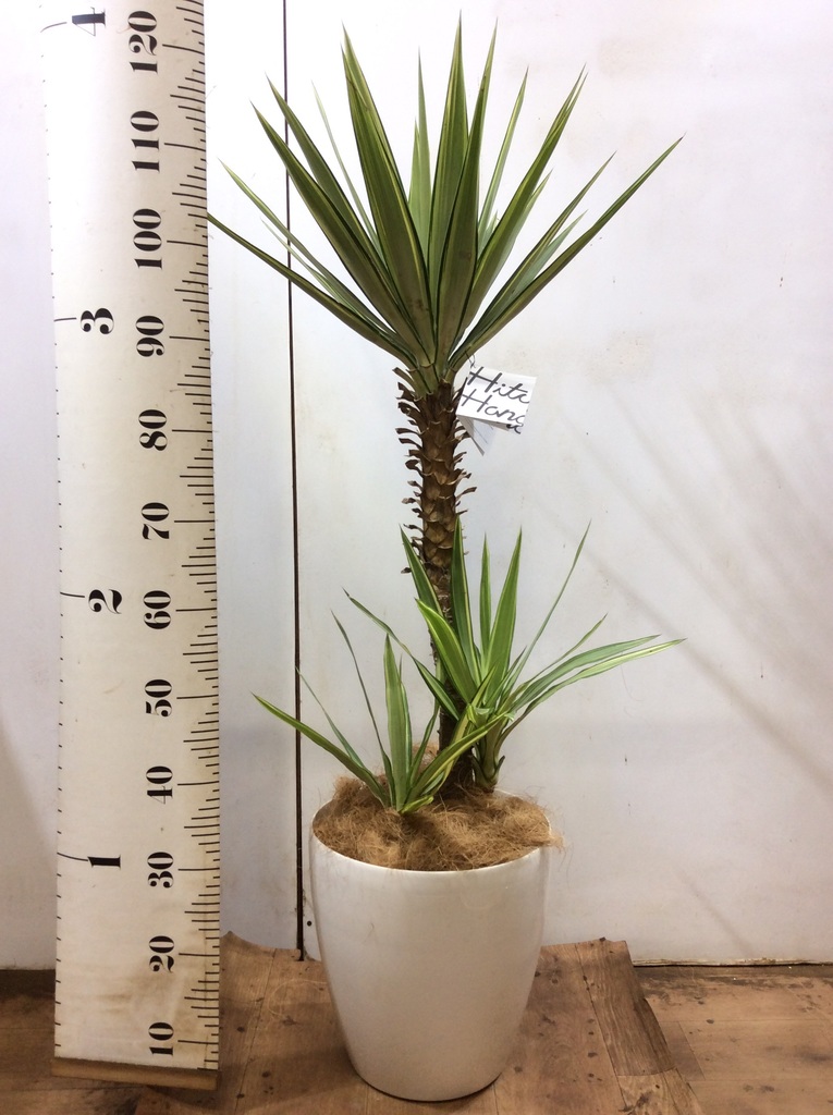 観葉植物 ユッカ 8号 斑入り コンカー キューブ 灰 付き | 観葉植物