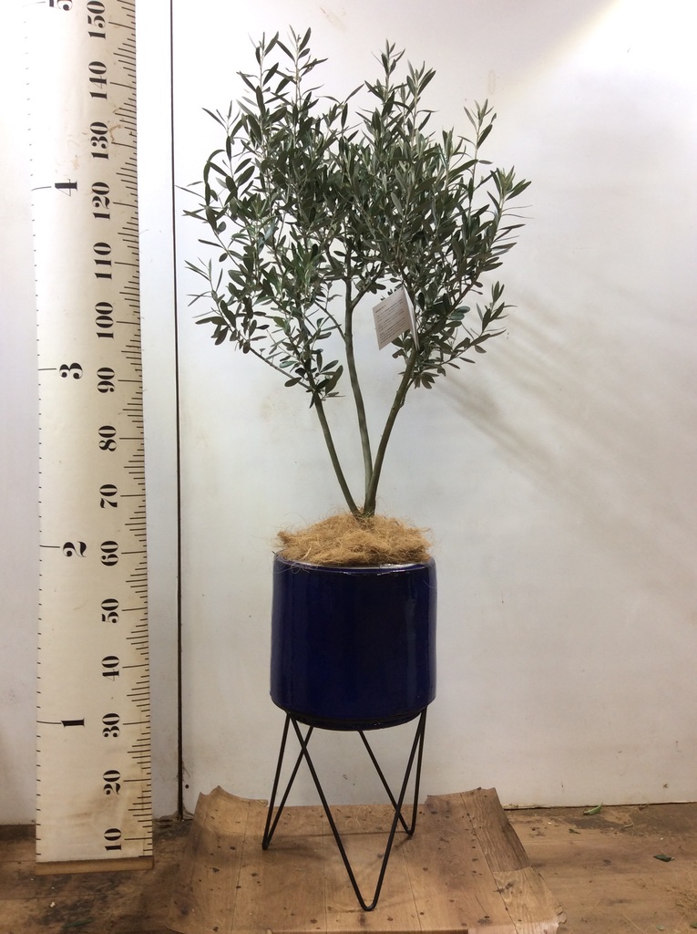 観葉植物 オリーブ 8号 創樹 プラスチック鉢 | 観葉植物ならHitoHana