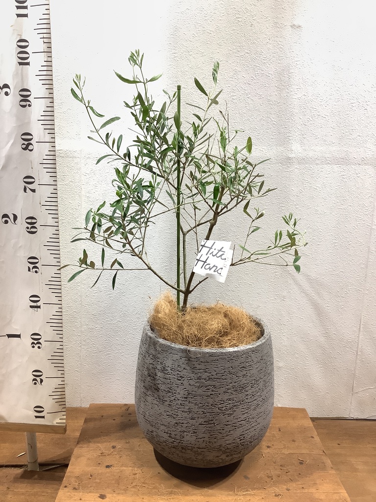 観葉植物 オリーブの木 8号 コラティーナ (コラチナ) エコストーンGray