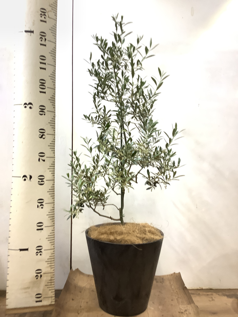 観葉植物 オリーブの木 8号 アルベキーナ アートストーン ラウンド