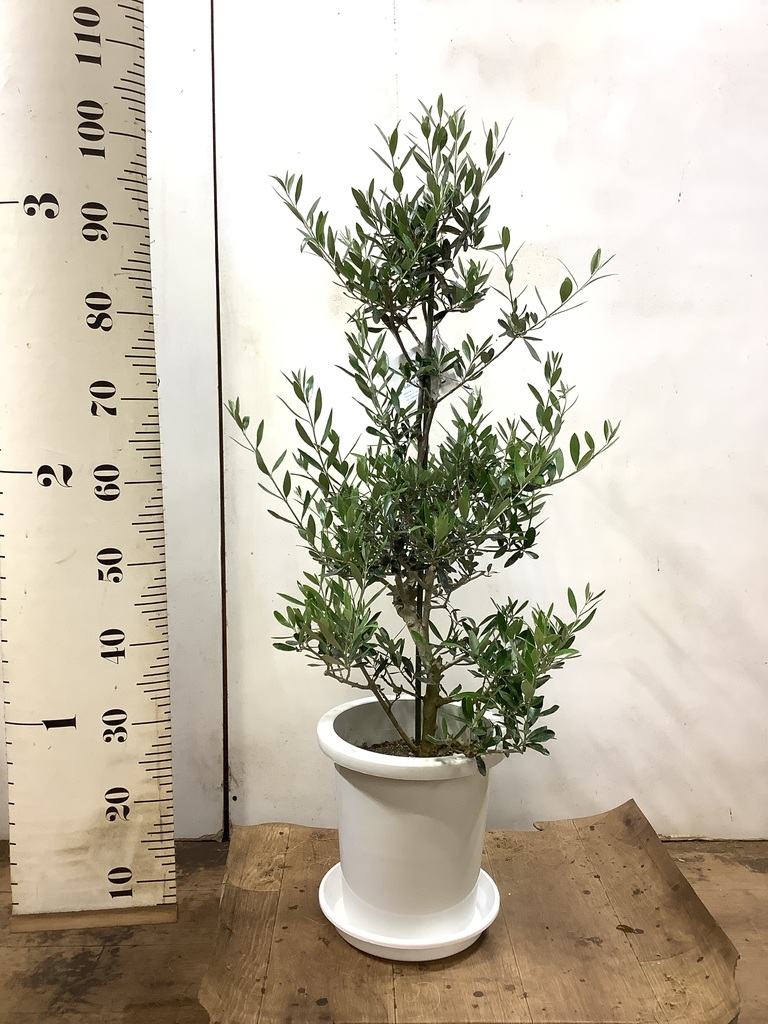オリーブの木　コロネイキ　8号　約110cm　K-136　一点物 楽天市場】オリーブの木 観葉植物 オリーブ 8号 コロネイキ