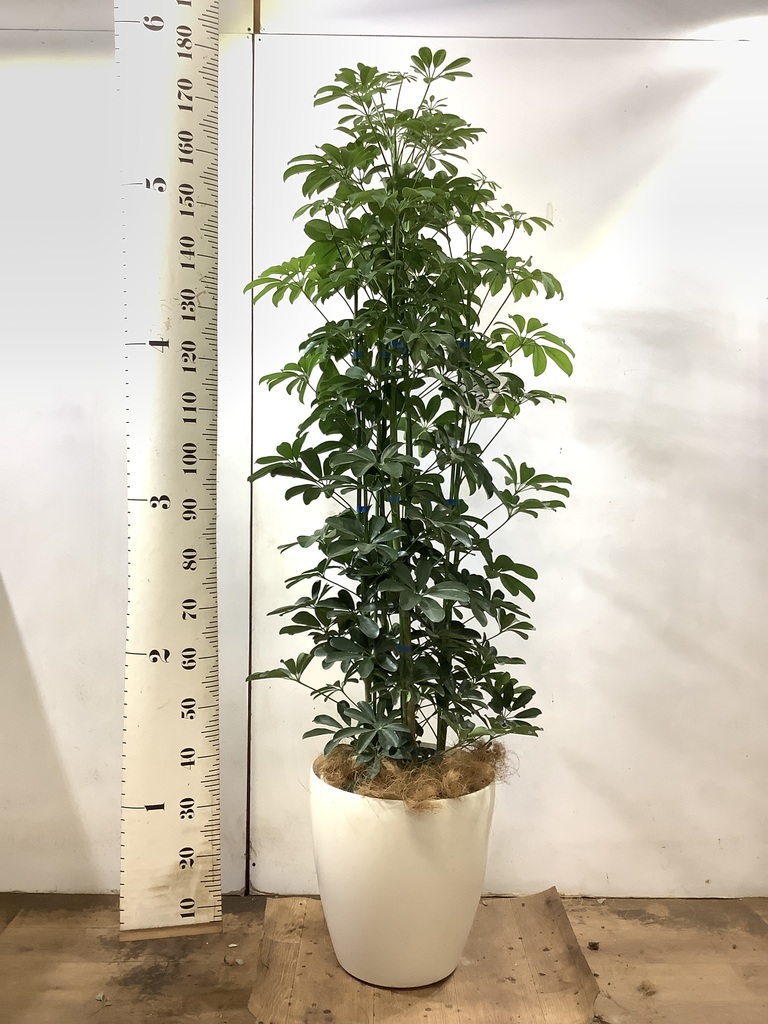 観葉植物 カポック（シェフレラ） 【170cm】 13号 #72076 ※1都3県配送