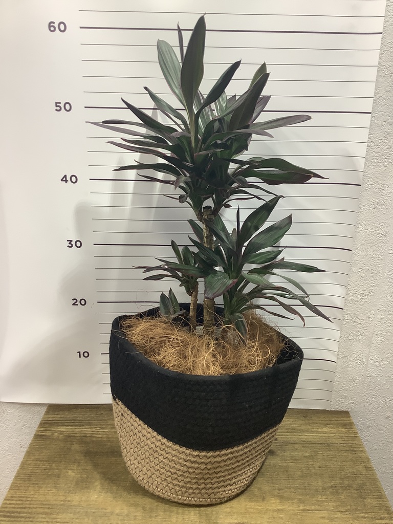 観葉植物 コルディリネ (コルジリネ) サンゴ 6号 リブバスケット