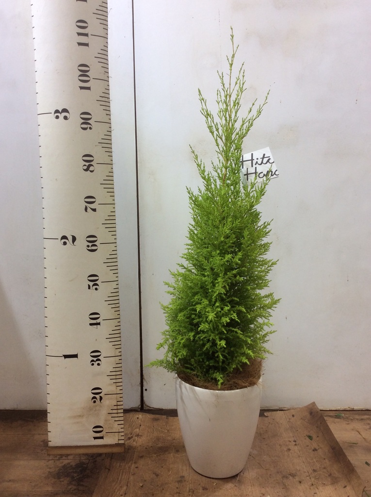 観葉植物 ゴールドクレスト 6号 ノーマル ラスターポット 付き | 観葉