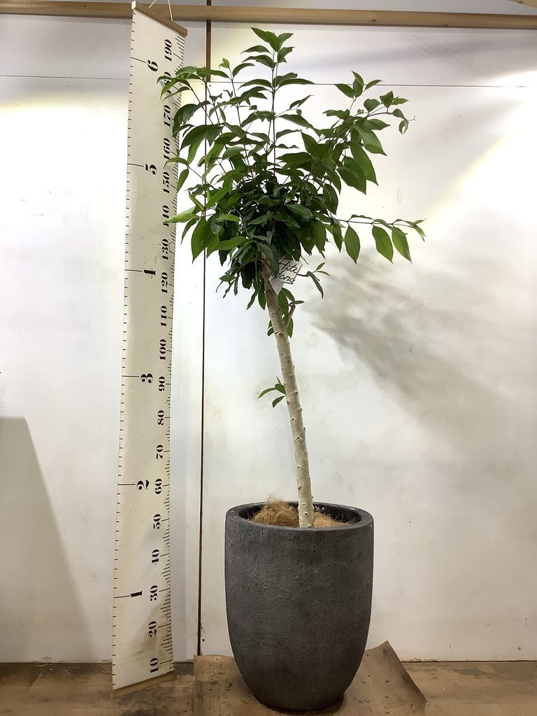 観葉植物 アマゾンオリーブ (ムラサキフトモモ) 10号 フォリオアルト
