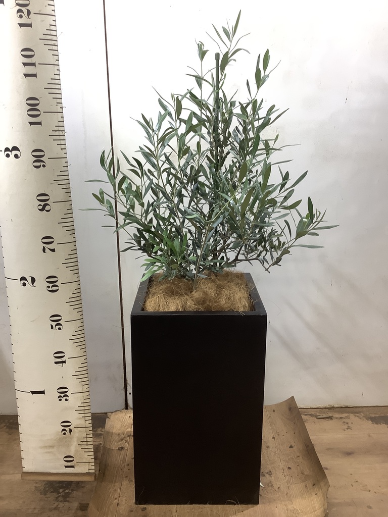 観葉植物 オリーブの木 8号 コラティーナ (コラチナ) エコストーンGray