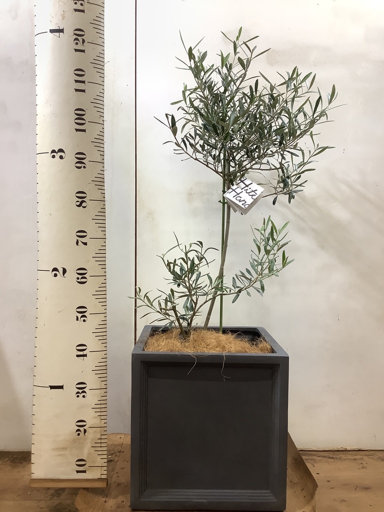 観葉植物 オリーブの木 8号 コラティーナ (コラチナ) ブリティッシュ
