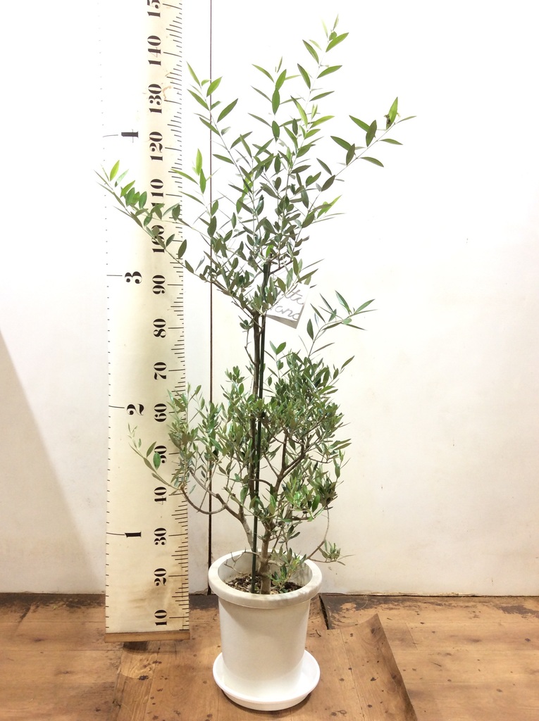 オリーブの木　コロネイキ　8号　約100cm　NO.571　一点物 olive-58_0001.jpg?1735006573