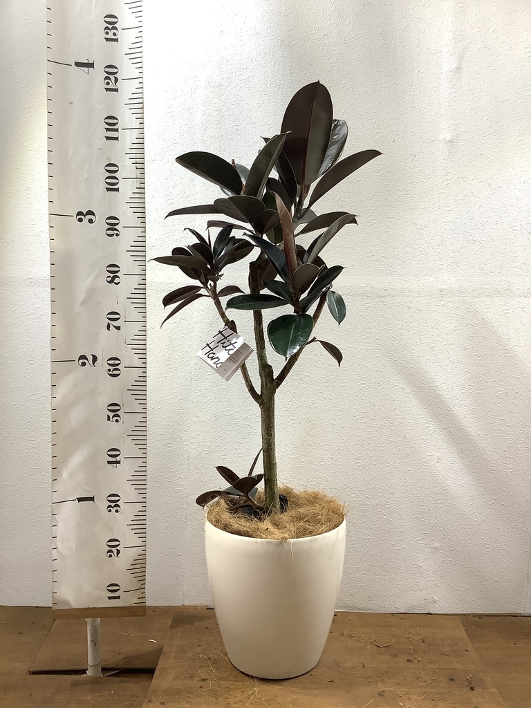 観葉植物 フィカス バーガンディ 8号 ノーマル エディラウンド 黒 付き