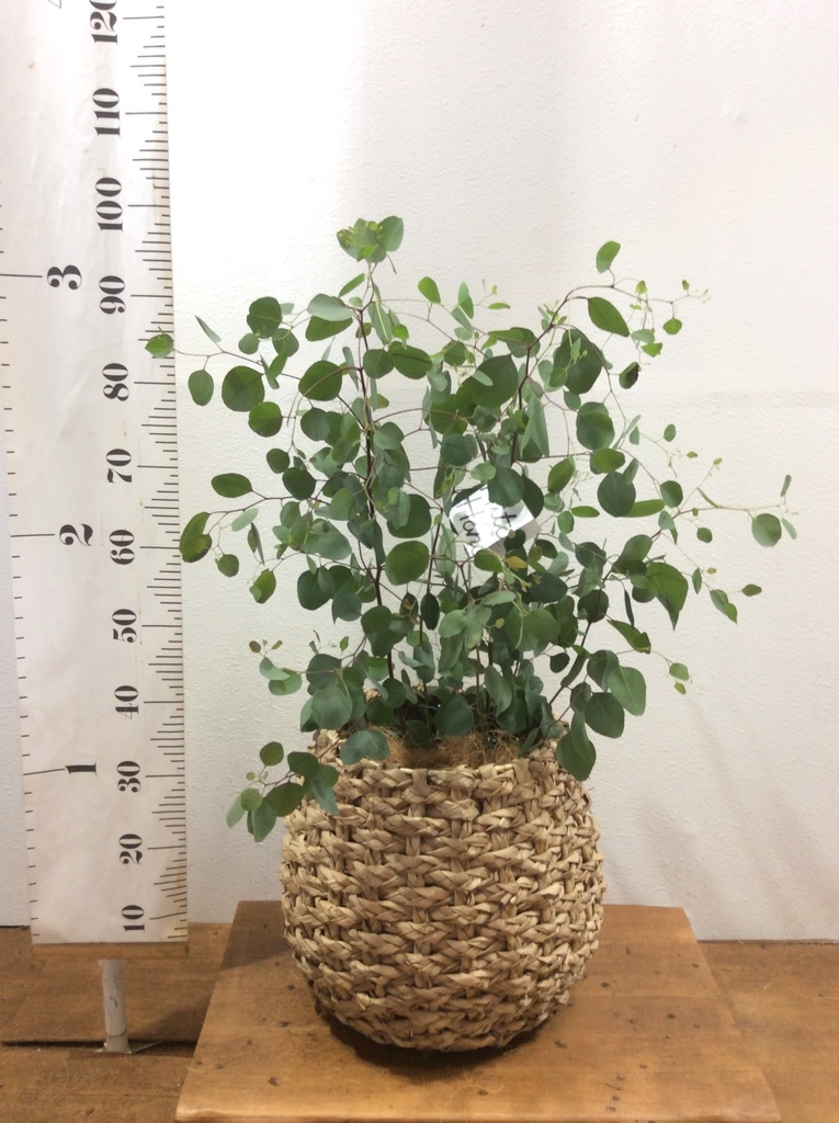 観葉植物 ユーカリ 8号 ポポラス（ポリアンセモス） ラッシュ