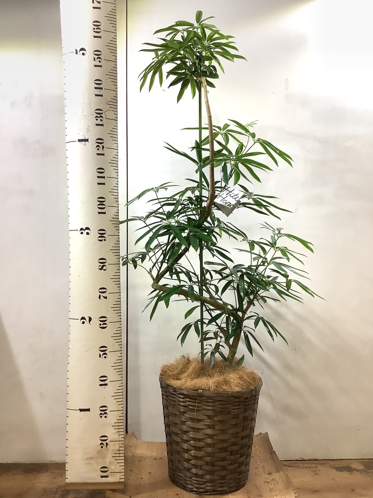 観葉植物 シェフレラ アンガスティフォリア 10号 曲り 竹バスケット 付き 観葉植物ならhitohana ひとはな